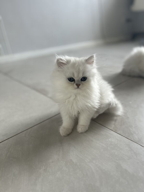 Persian babies available now for sale in Manchester, Greater Manchester