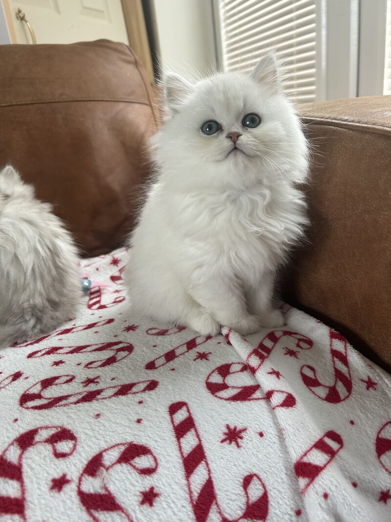 Persian babies available now for sale in Manchester, Greater Manchester - Image 2