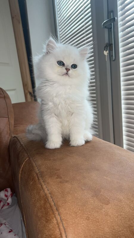 Persian babies available now for sale in Manchester, Greater Manchester - Image 3