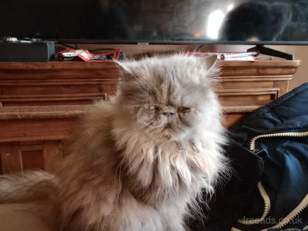 Persian cat looking for new homes for sale in Hillingdon, London