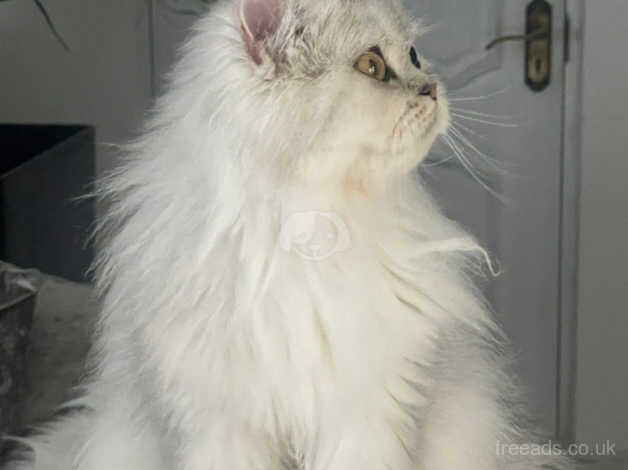 Persian cats for sale in Ingatestone, Essex - Image 1