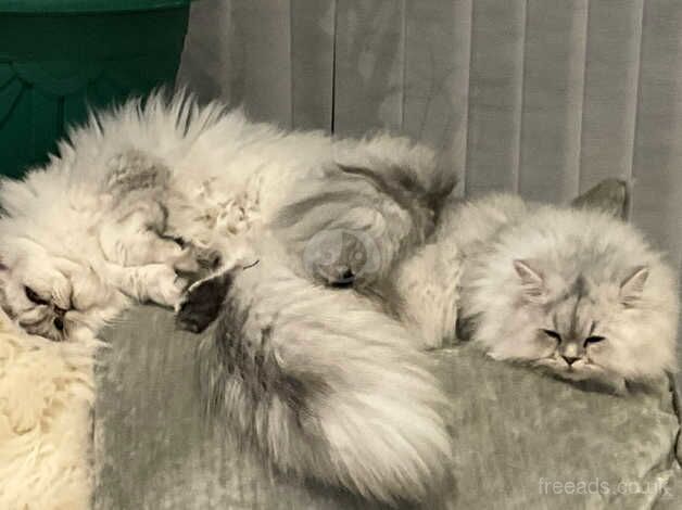 Persian cats for sale in Ingatestone, Essex - Image 2