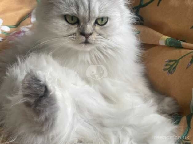 Persian cats for sale in Ingatestone, Essex - Image 3