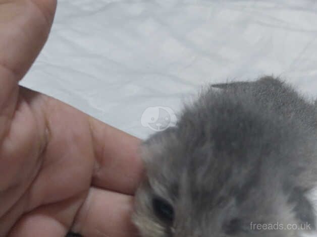 Persian / Chinchilla kittens for sale in Farnborough, Warwickshire - Image 2