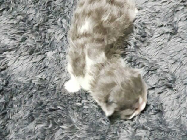 Persian / Chinchilla kittens for sale in Farnborough, Warwickshire - Image 5