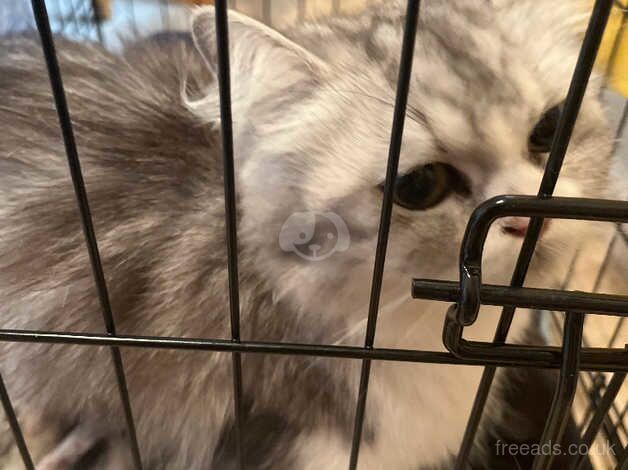 Persian cross for sale in Hawes, North Yorkshire - Image 3