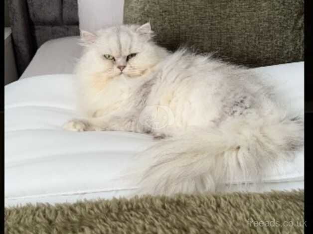 Persian female for sale in Barnsley, South Yorkshire