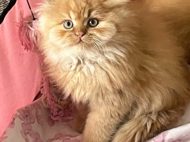 Persian Female Kitten for sale in Bristol, Bristol