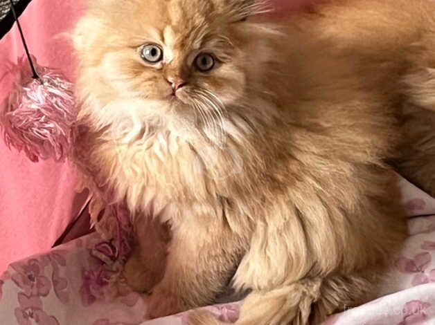 Persian Female Kitten for sale in Bristol, Bristol - Image 2