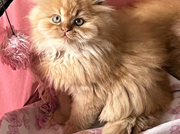 Persian Female Kitten for sale in Bristol, Bristol - Image 3