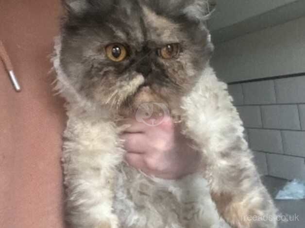 Persian female x2 for sale in Barnsley, South Yorkshire - Image 1