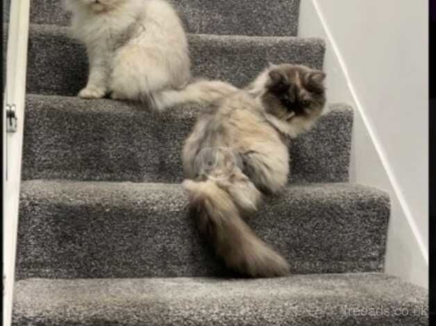 Persian female x2 for sale in Barnsley, South Yorkshire - Image 2