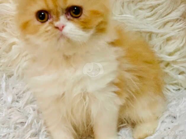 Persian kitten female for sale in Walsall, West Midlands