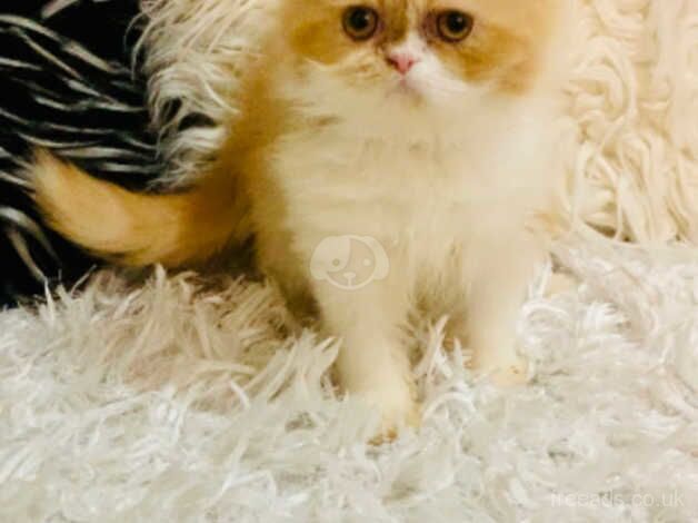 Persian kitten female for sale in Walsall, West Midlands - Image 2