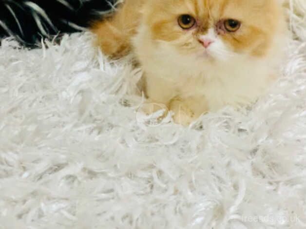 Persian kitten female for sale in Walsall, West Midlands - Image 5