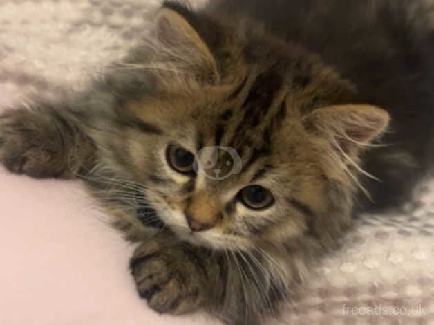 Persian kitten for sale in Glasgow, Glasgow City - Image 3