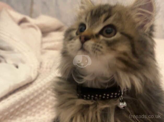 Persian kitten for sale in Glasgow, Glasgow City - Image 4