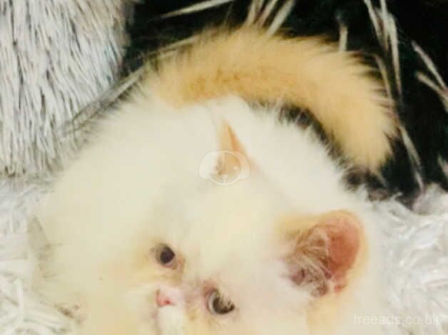 Persian kitten male for sale in Walsall, West Midlands - Image 2