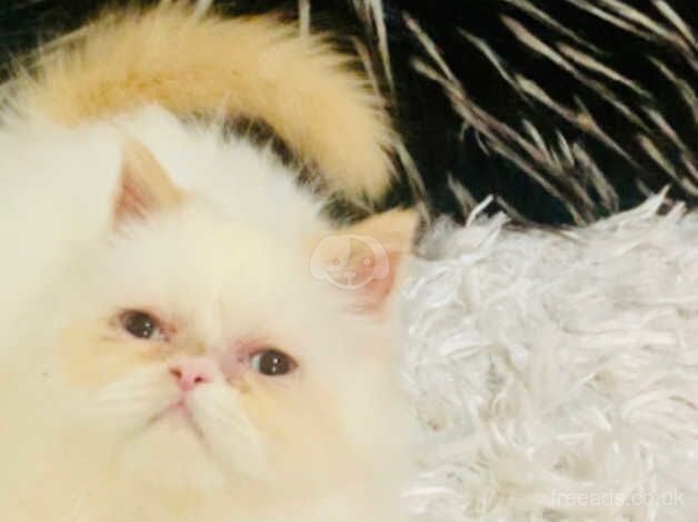 Persian kitten male for sale in Walsall, West Midlands - Image 3