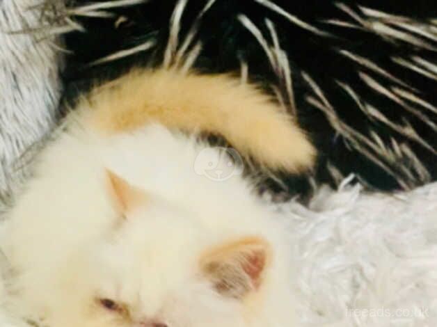 Persian kitten male for sale in Walsall, West Midlands - Image 4