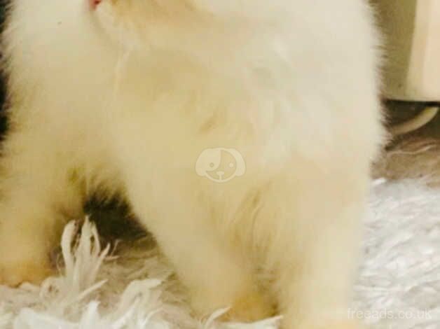 Persian kitten male for sale in Walsall, West Midlands - Image 5