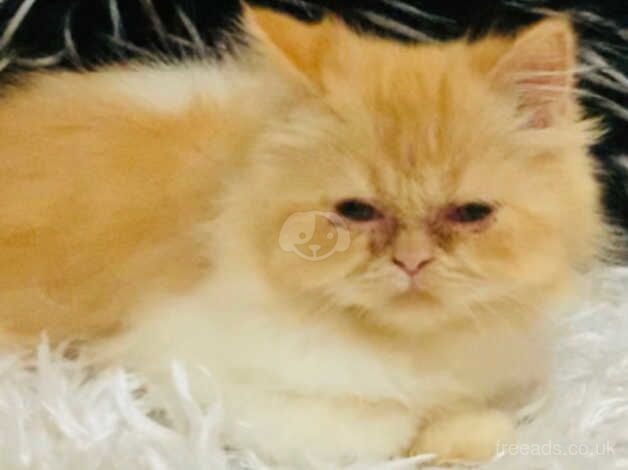 Persian kitten male for sale in Walsall, West Midlands