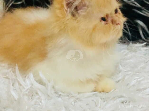 Persian kitten male for sale in Walsall, West Midlands - Image 2