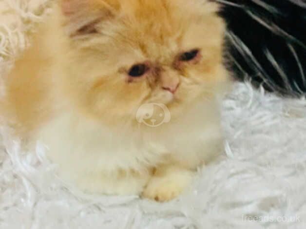 Persian kitten male for sale in Walsall, West Midlands - Image 3