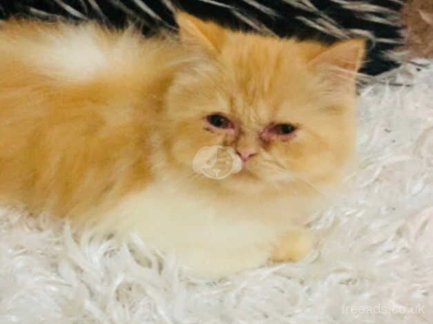 Persian kitten male for sale in Walsall, West Midlands - Image 4