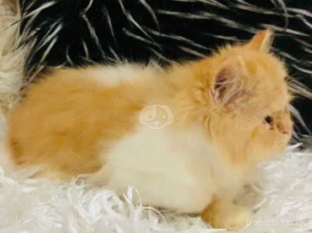 Persian kitten male for sale in Walsall, West Midlands - Image 5