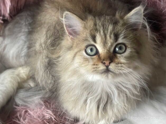 Persian kittens for sale in Barking, London - Image 1