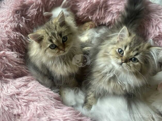 Persian kittens for sale in Barking, London - Image 2