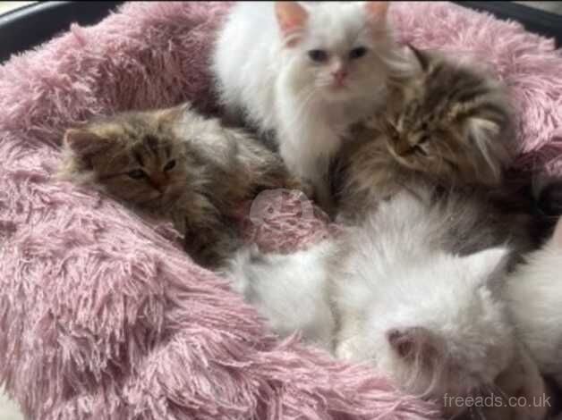 Persian kittens for sale in Barking, London - Image 3