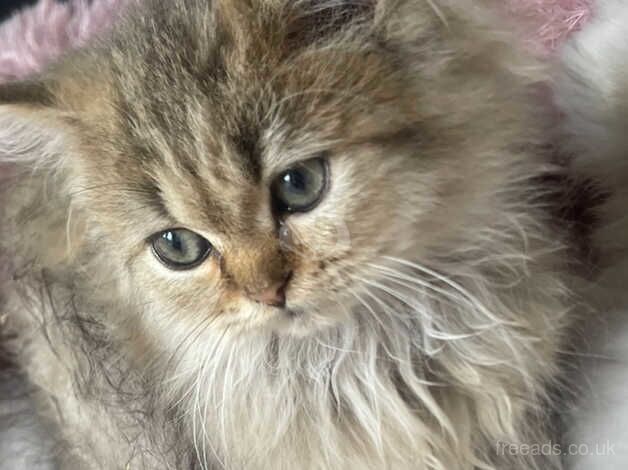 Persian kittens for sale in Barking, London - Image 4