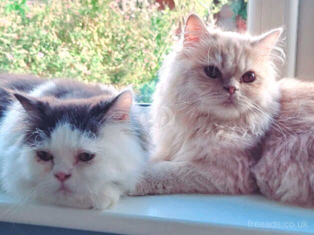 Persian kittens for sale in Bexley, Bexley, Greater London - Image 1