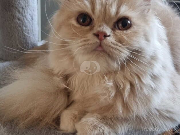 Persian kittens for sale in Bexley, Bexley, Greater London - Image 3