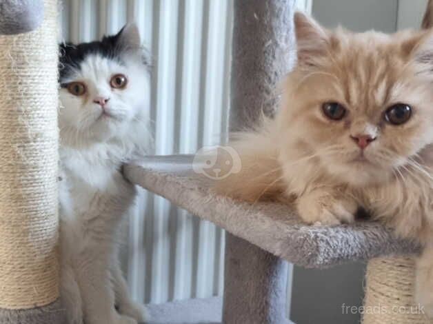 Persian kittens for sale in Bexley, Bexley, Greater London - Image 4