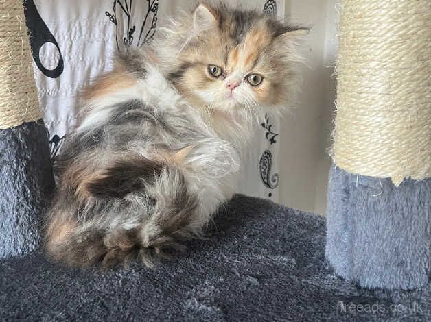 Persian Kittens for sale in Bristol