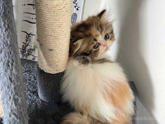 Persian Kittens for sale in Bristol - Image 2