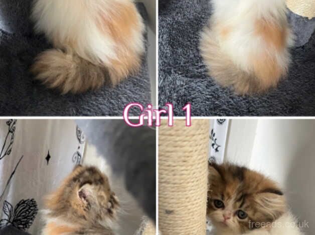 Persian Kittens for sale in Bristol - Image 3