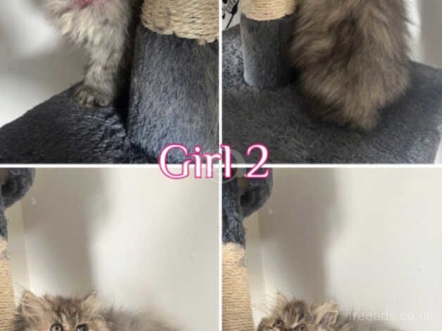 Persian Kittens for sale in Bristol - Image 4