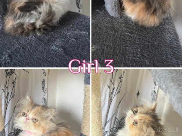 Persian Kittens for sale in Bristol - Image 5