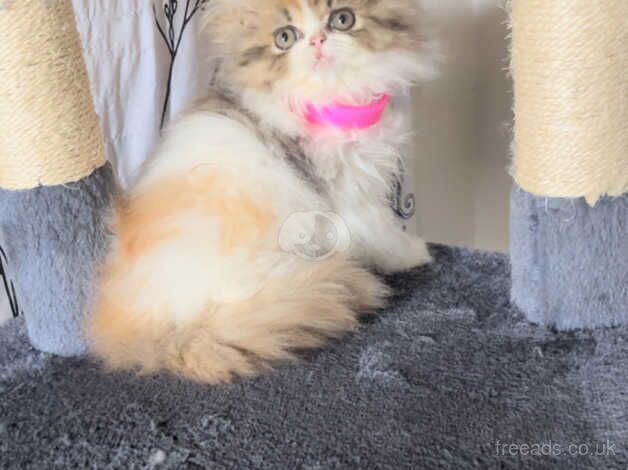 Persian Kittens for sale in Bristol