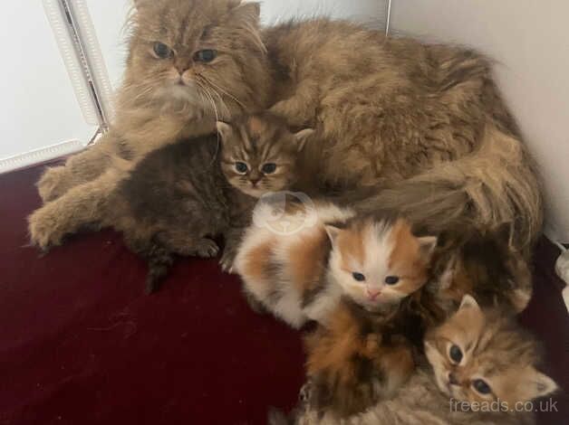 Persian Kittens for sale in Bristol - Image 4