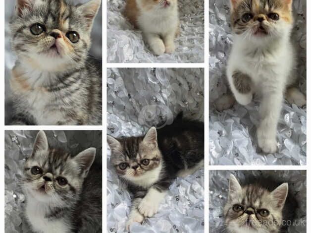 persian kittens for sale in Newham, London - Image 1