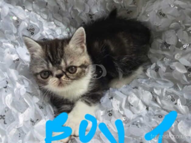 persian kittens for sale in Newham, London - Image 2