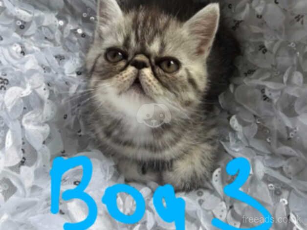 persian kittens for sale in Newham, London - Image 4