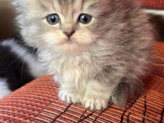 Persian kittens looking for loving homes for sale in Ashbourne, Derbyshire - Image 2