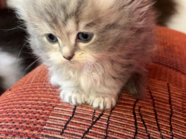 Persian kittens looking for loving homes for sale in Ashbourne, Derbyshire - Image 3