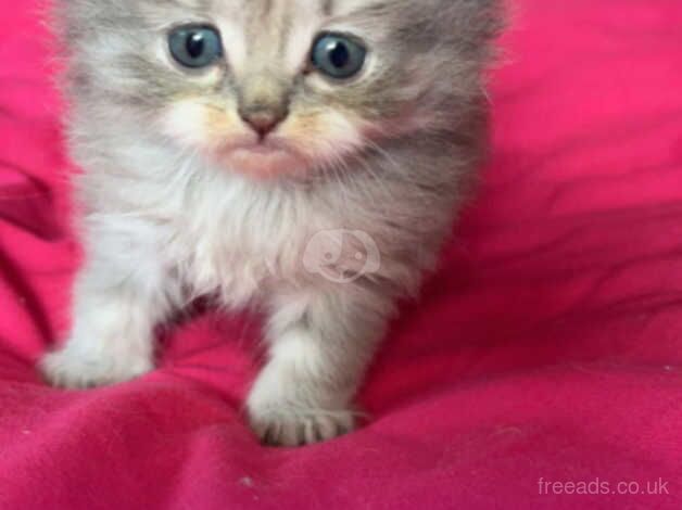 Persian kittens looking for loving homes for sale in Ashbourne, Derbyshire - Image 4